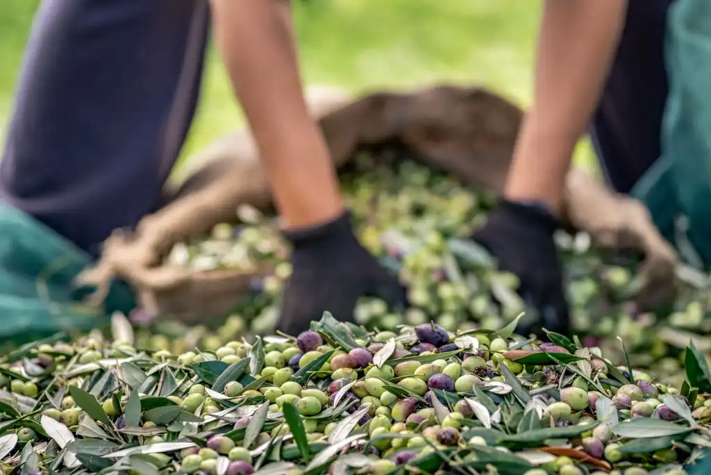 El aceite de oliva está en peligro: calor y sequía reducen drásticamente su producción