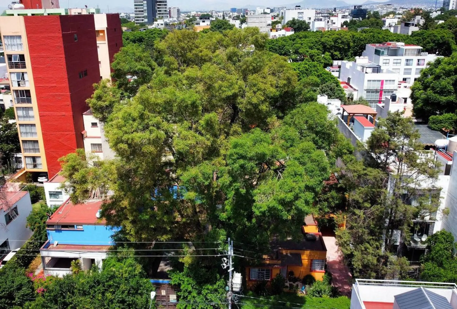 Árbol Eugenio