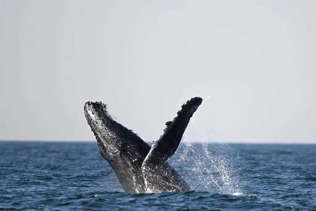 La &#8216;danza&#8217; de las ballenas jorobadas, un espectáculo inigualable para los turistas