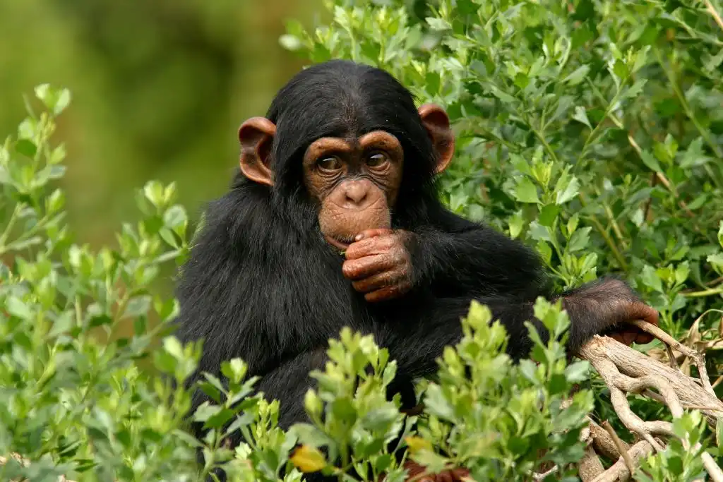Chimpancés utilizan plantas medicinales para curarse enfermedades y aliviar sus dolencias