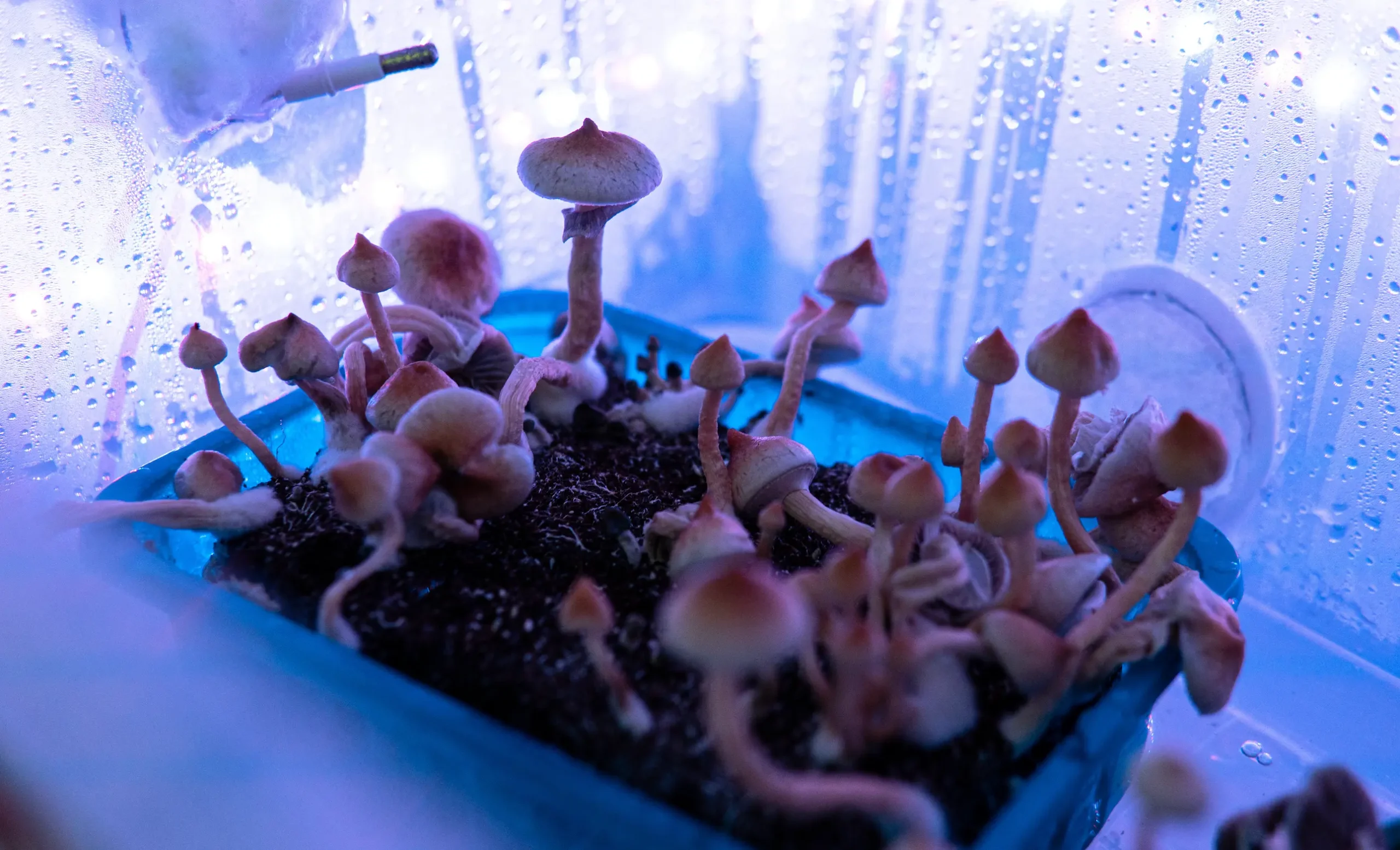 Hongos de psilocibina: un viaje sensorial que acarrea riesgos para el cerebro y la salud mental