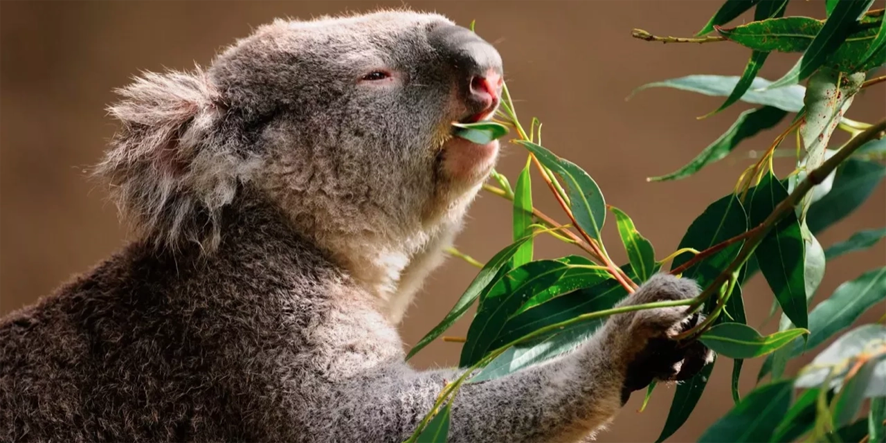 koala eucalipto