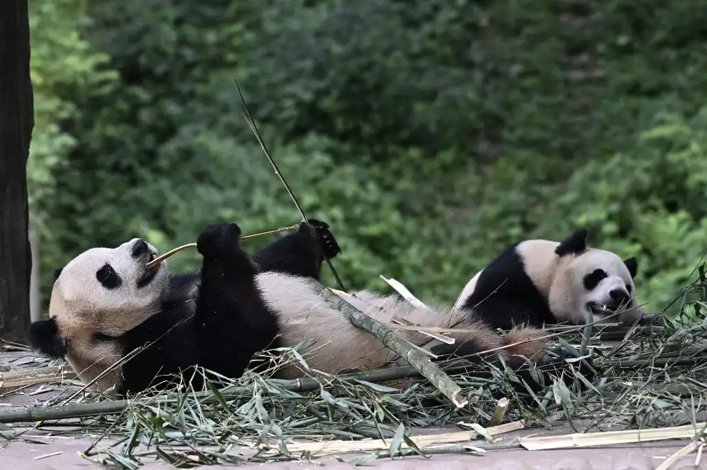 Pandas China