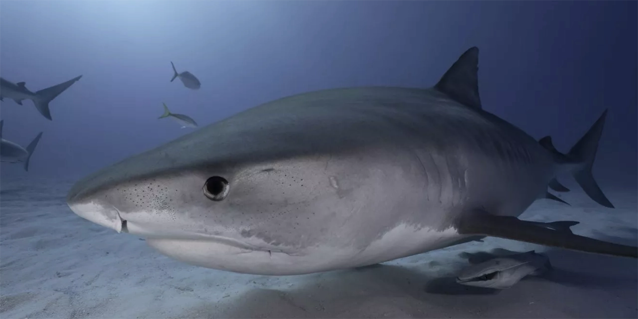 tiburones feroces
