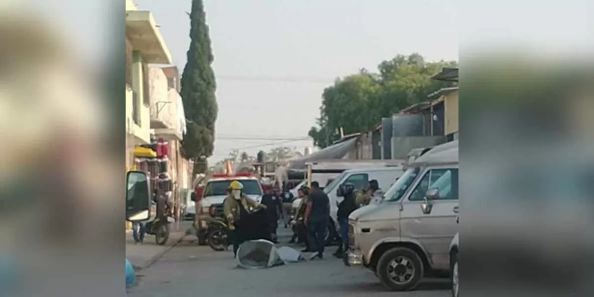 abejas en Texmelucan