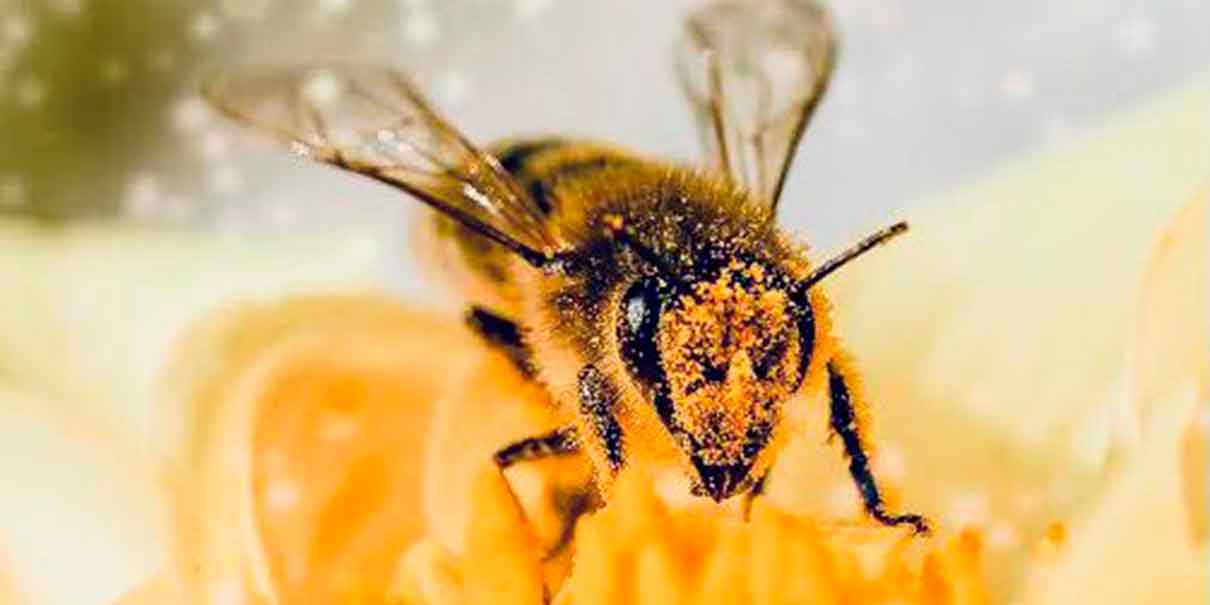 CITRUS PATRIMONIAL: Un Pilar en la Protección de las Abejas Yucatecas