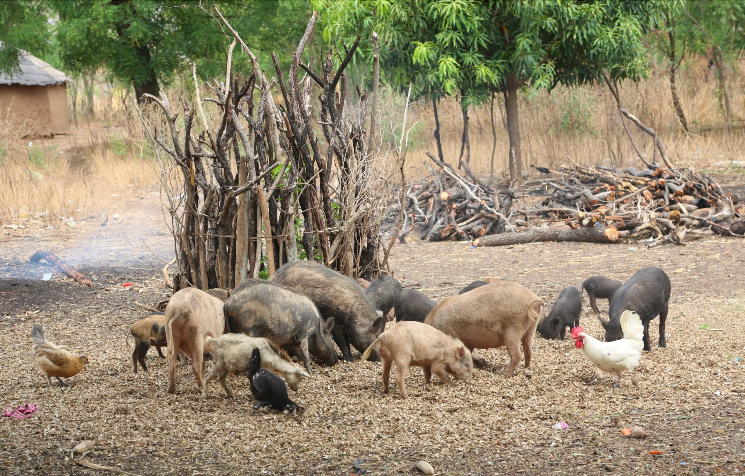 Estas enfermedades son graves y se transmiten de animales a humanos