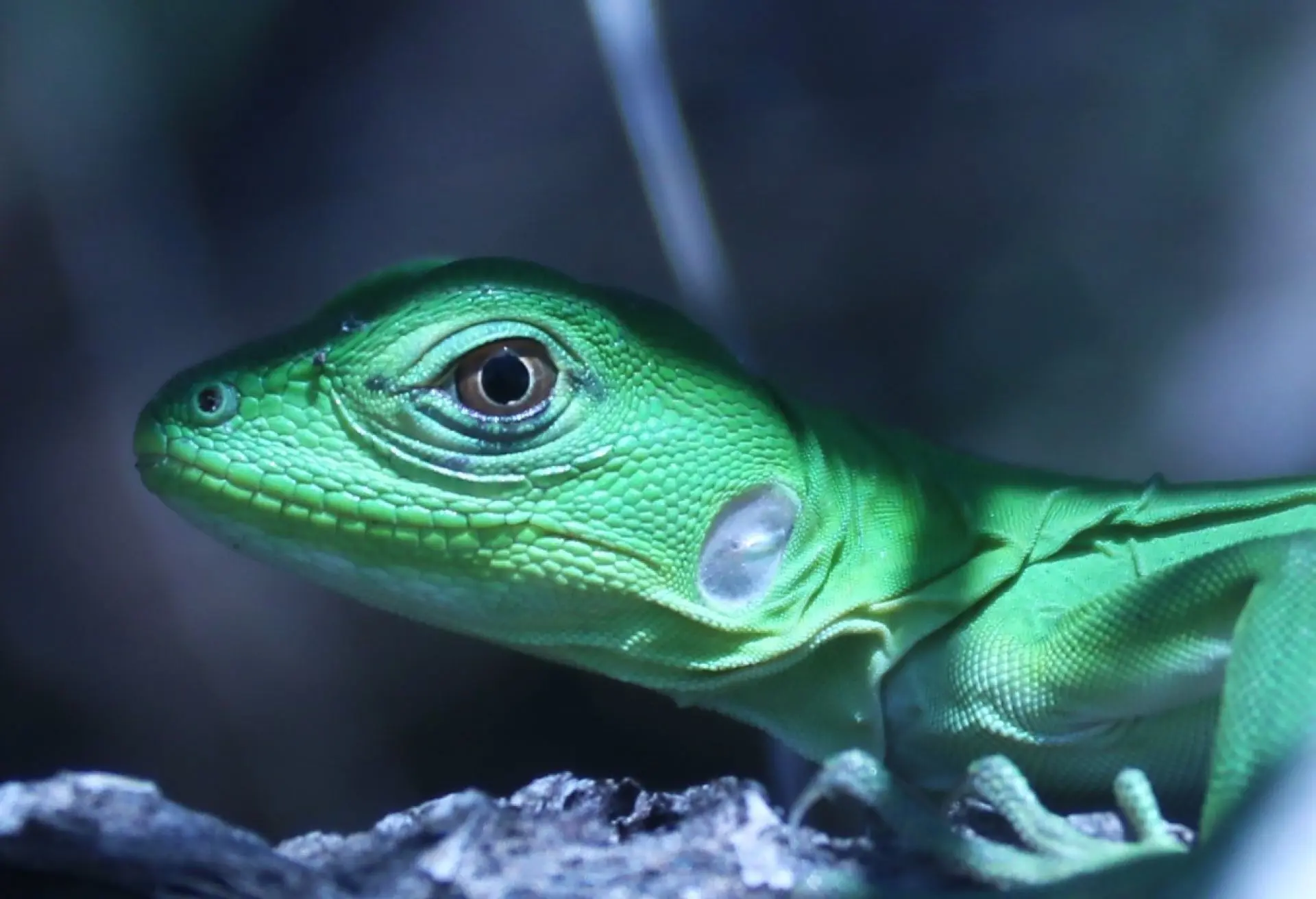 Iguana verde