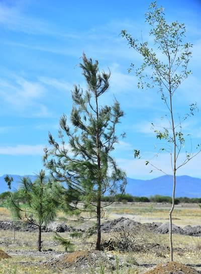 Plantar árboles es una medida para combatir altas temperaturas