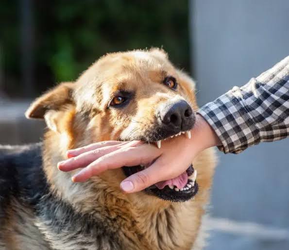 De 2022 a la fecha se han registrado más de 460 consultas por mordedura canina: IMSS