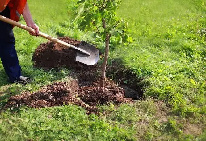 Reforestación debe darse de manera responsable: SRNAyMA