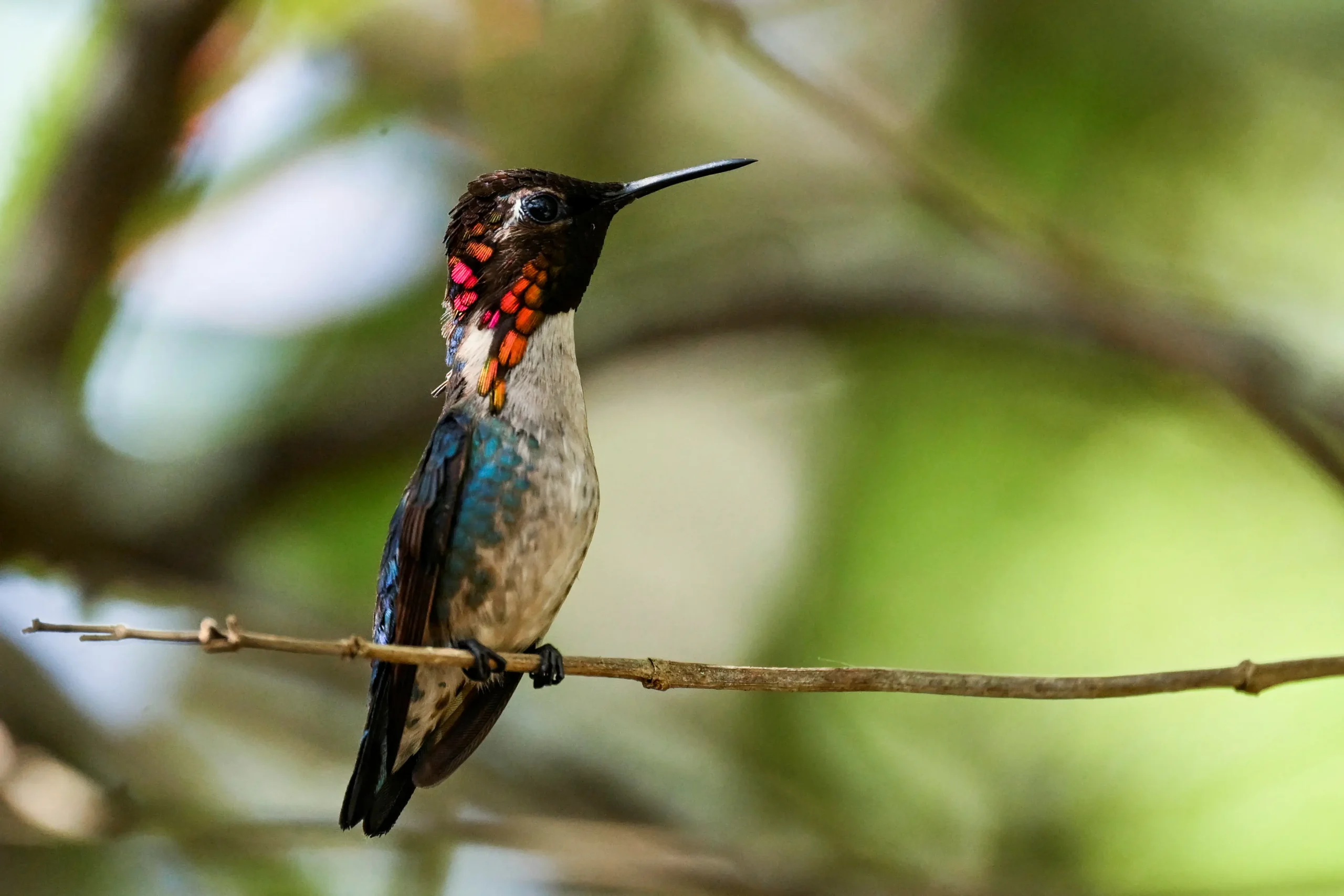 Colibrí abeja