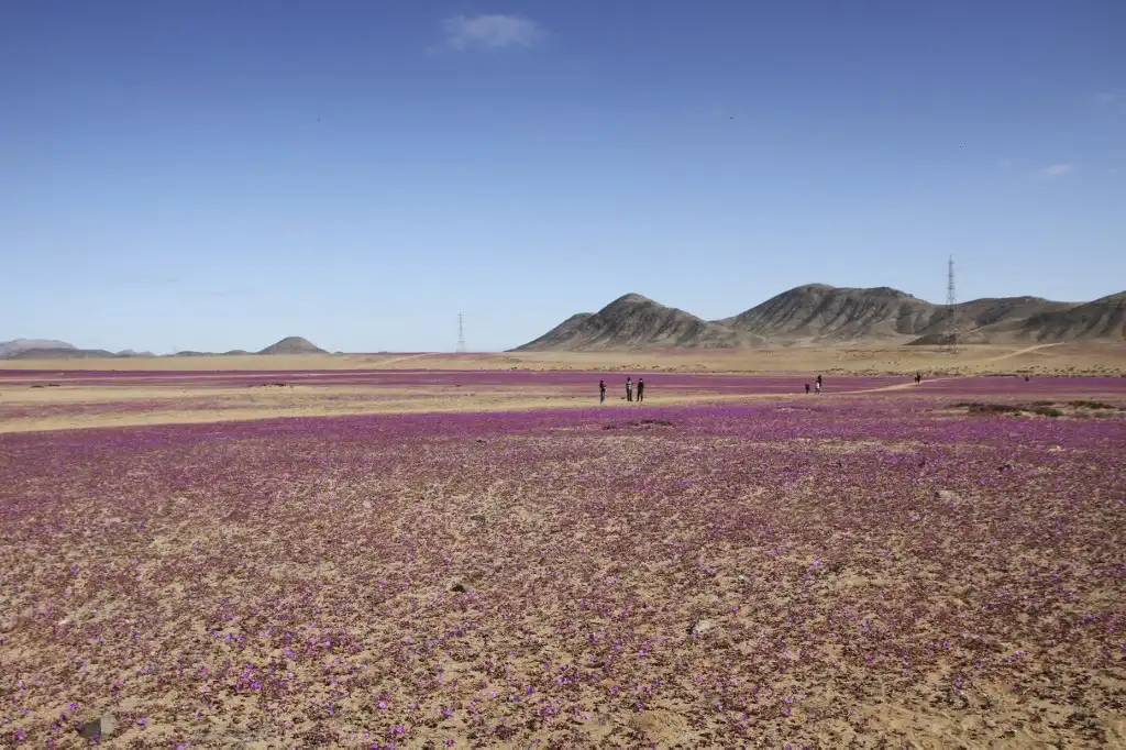 Marea morada: lluvias atípicas hacen florecer el desierto de Atacama, el más seco del planeta