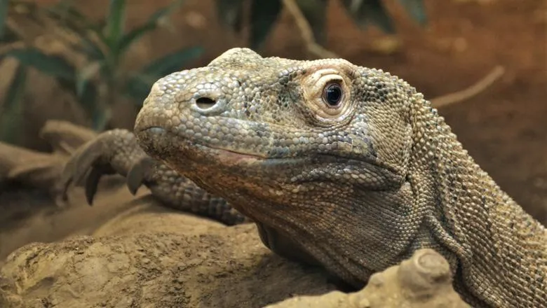 El dragón de Komodo: el lagarto más grande del mundo con dientes de hierro