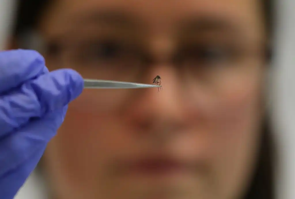 Mosquitos dengue Colombia