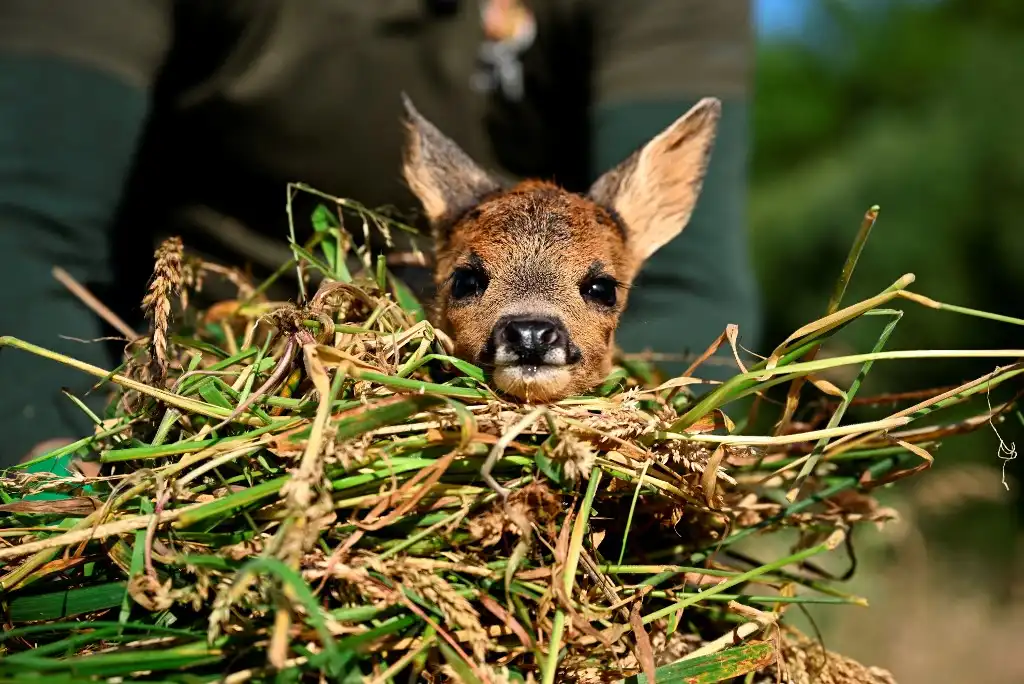 Salvar a Bambi