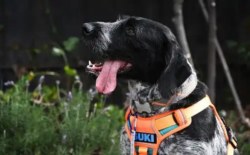Suki fugas de agua