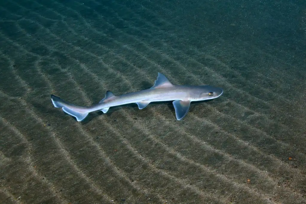 Milagro en el mar: nacen tiburones concebidos sin la necesidad de un macho
