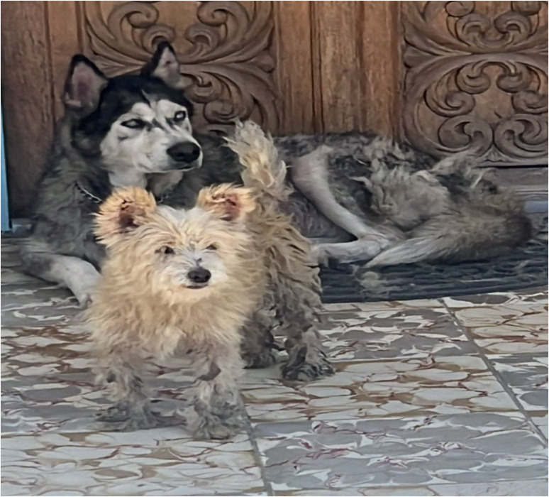 Durante cateo por maltrato animal, Fiscalía Regional rescató a dos canes