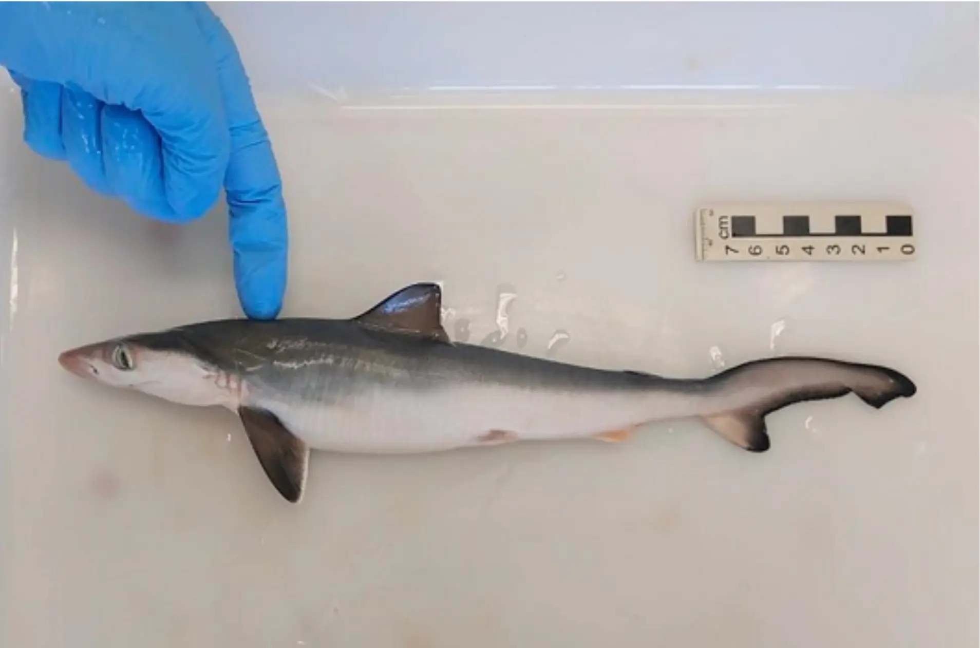 Tiburones cocaína