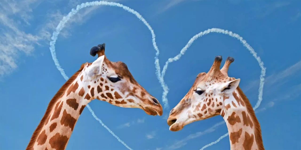 comportamiento homosexual animales