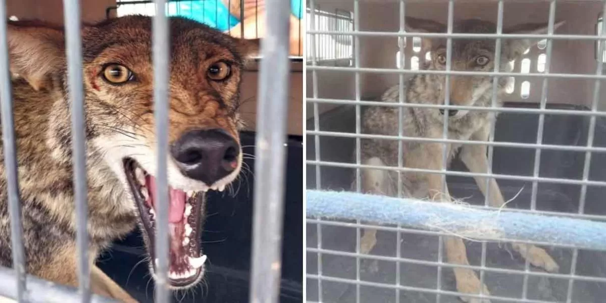 Rescatan a coyote en Tecamachalco, paseaba por la calle