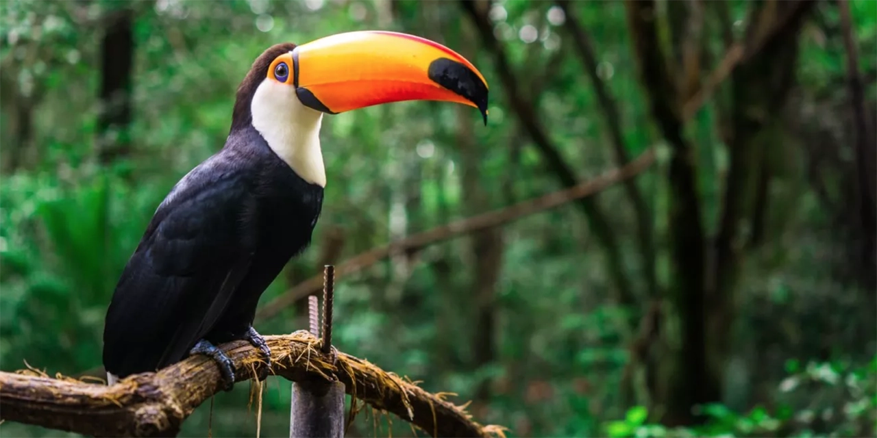 Proteger estas áreas del planeta Tierra es clave para evitar la extinción de especies