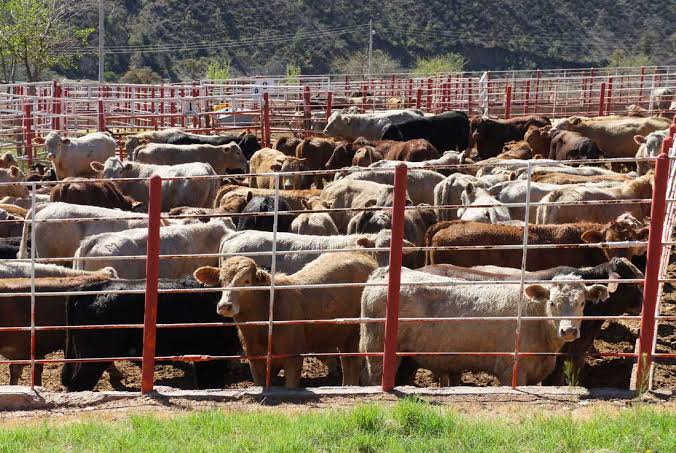 La llegada del gusano barrenador podría tener afectaciones al sector ganadero: Rogelio Soto