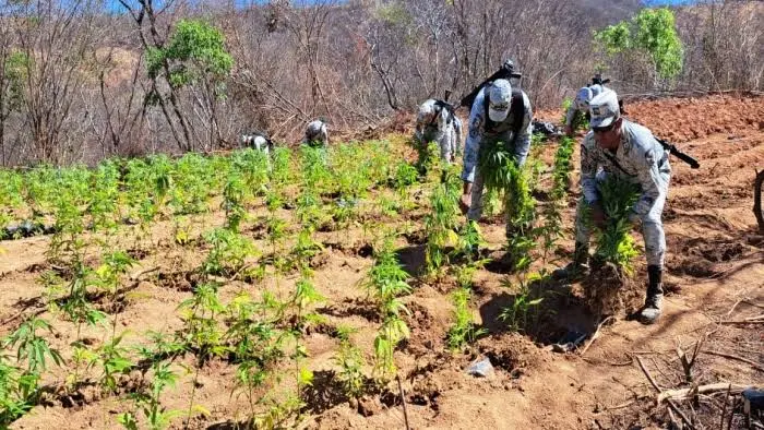 Sequía disminuyó plantíos de marihuana en Durango 