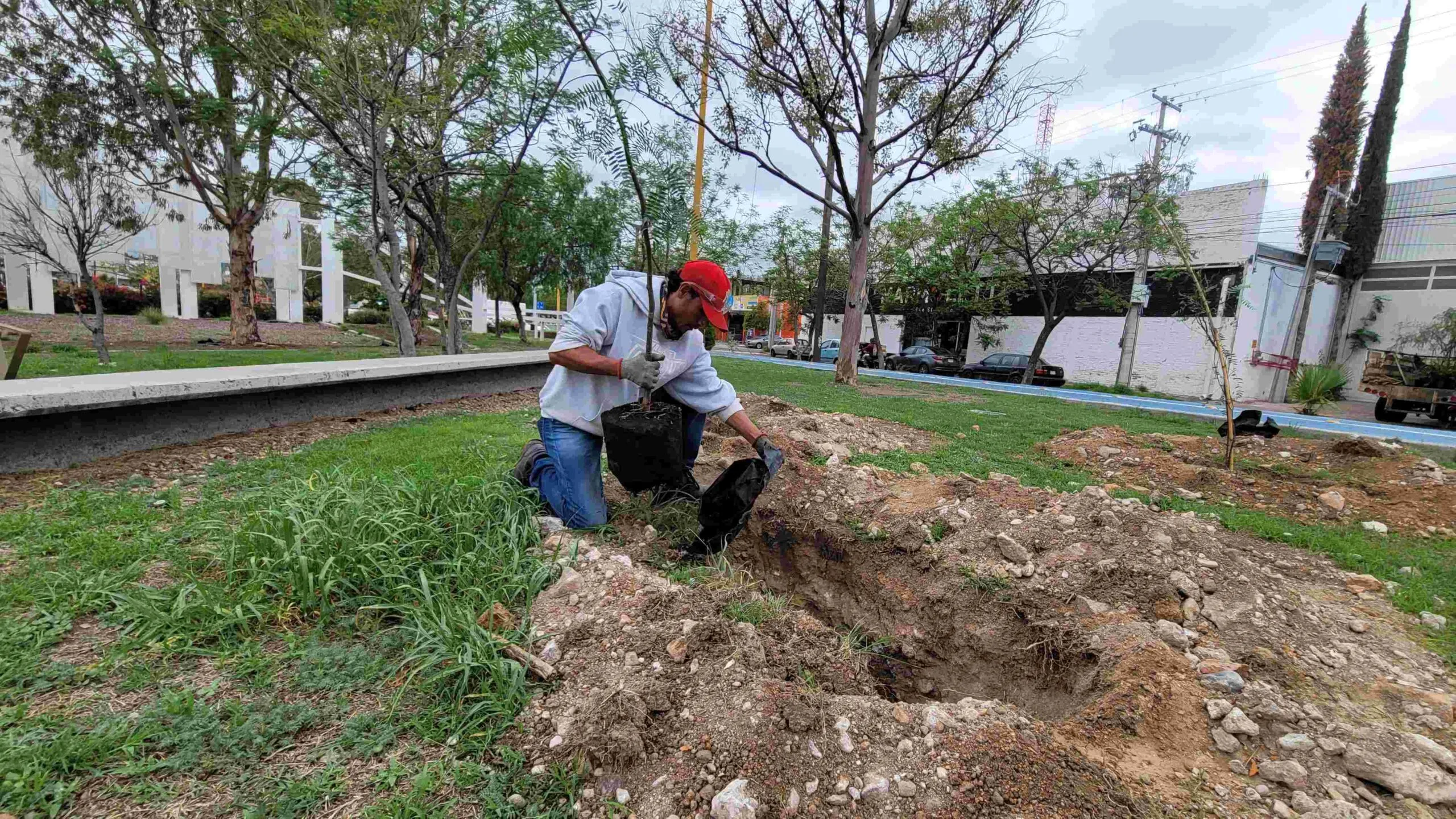 Empresas y Municipio llevan a cabo jornadas de arborización