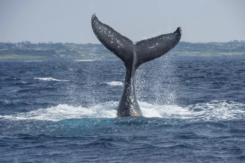 Una ballena golpea a un hombre en la cara con su cola y lo manda al hospital