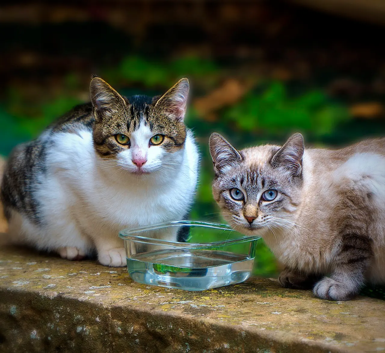 Día Internacional del Gato: una festividad que se celebra tres veces al año