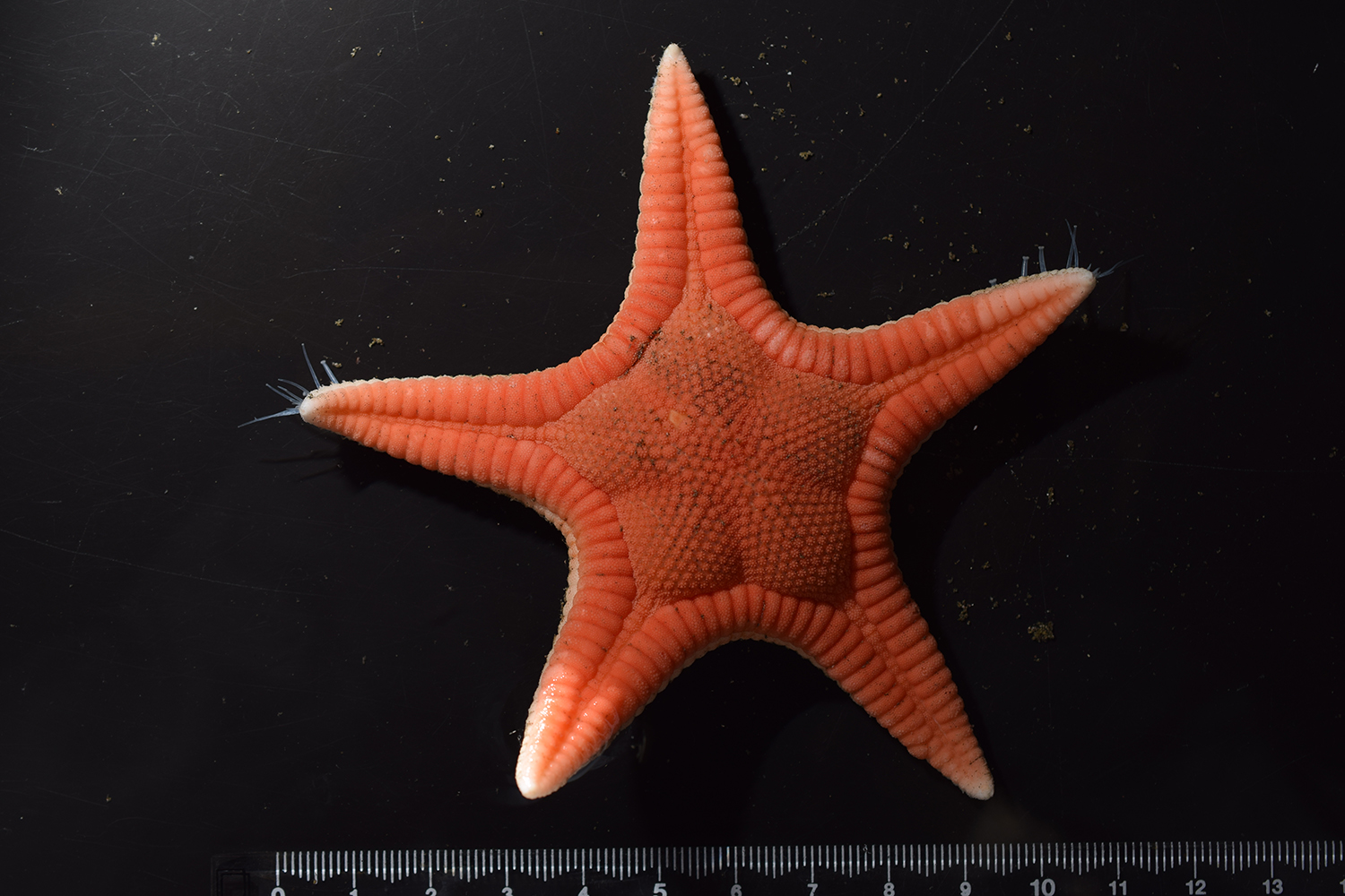 estrella de mar