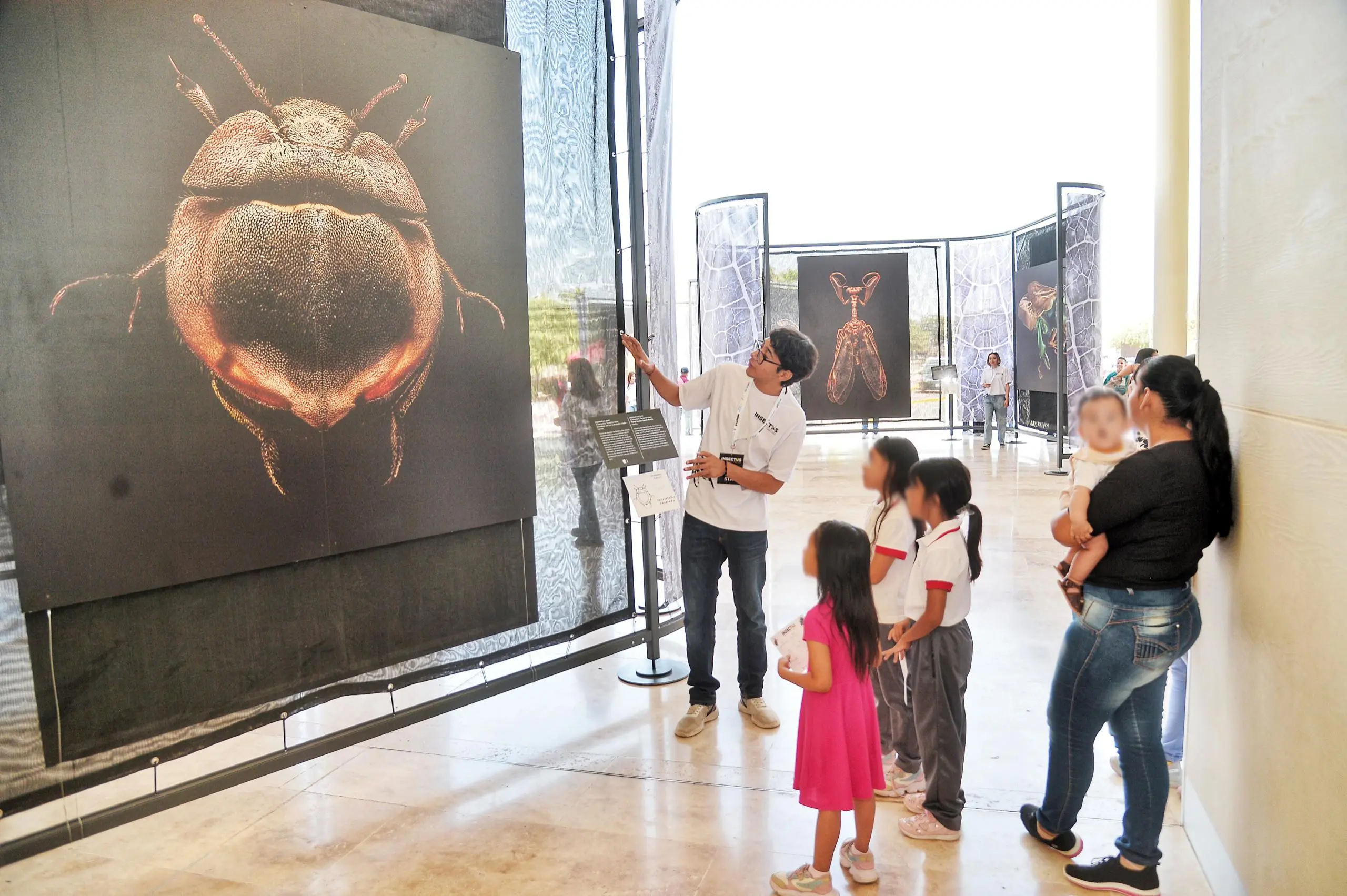 INSECTUS, la exposición que se apodera del Museo Bebeleche