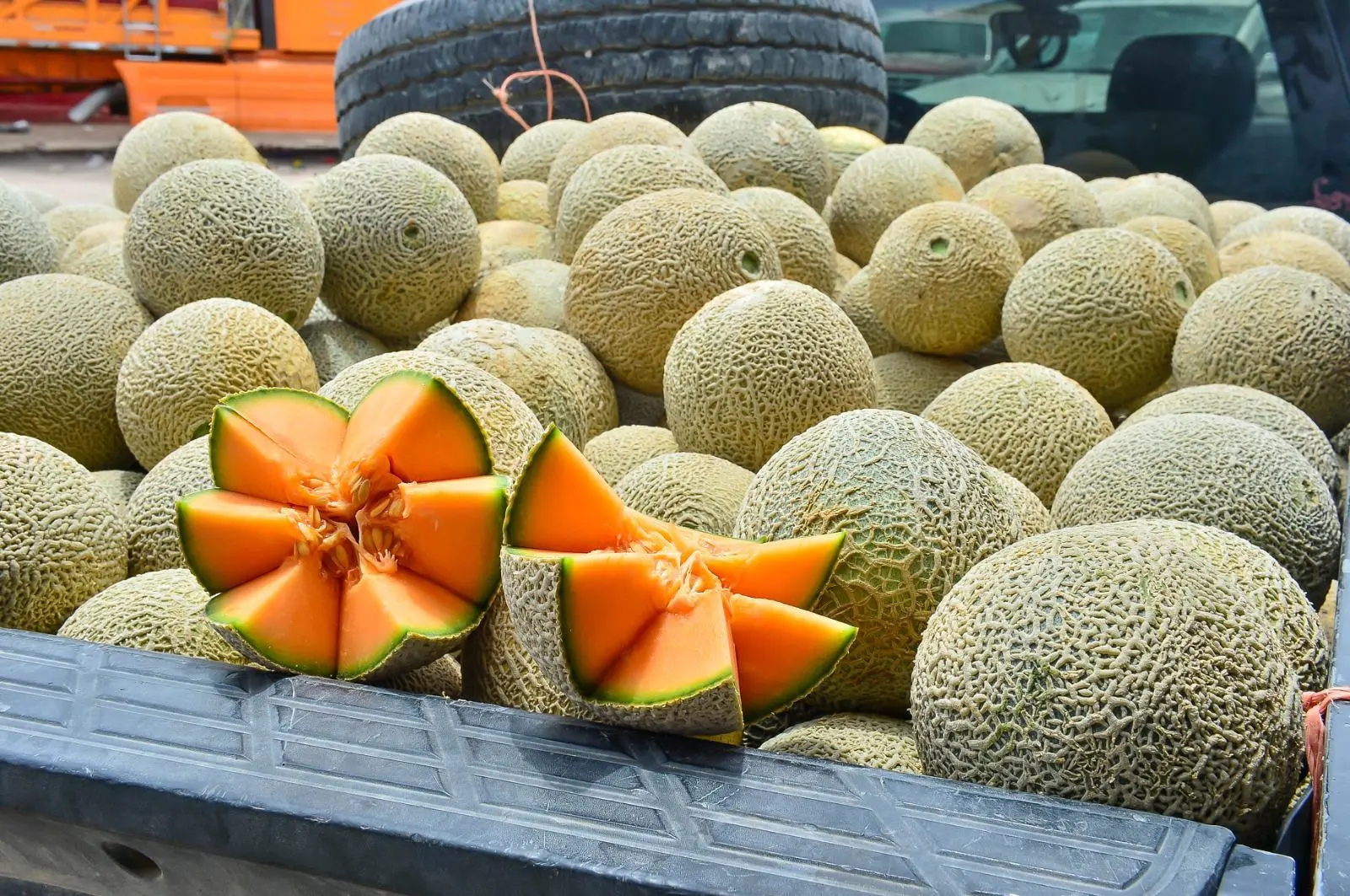 Comercialización melón Durango