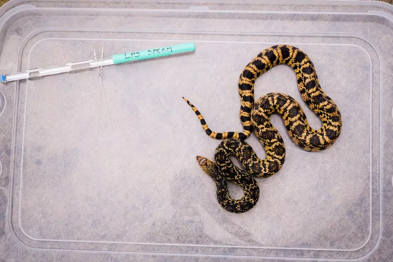 Inseminación Serpientes