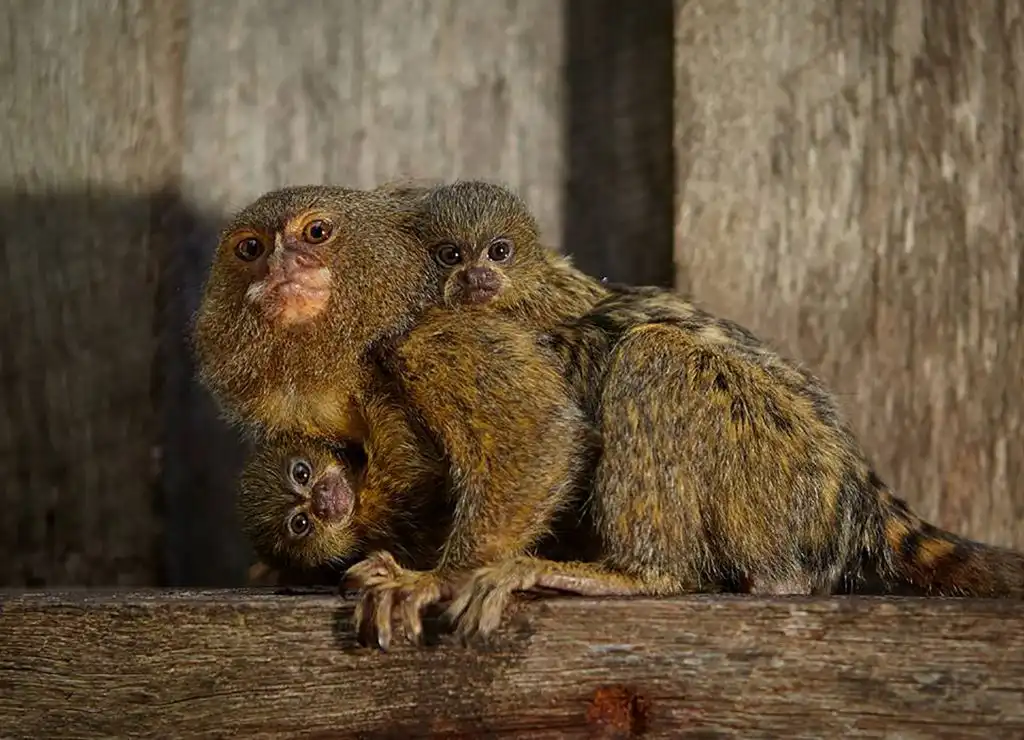 Monos tití