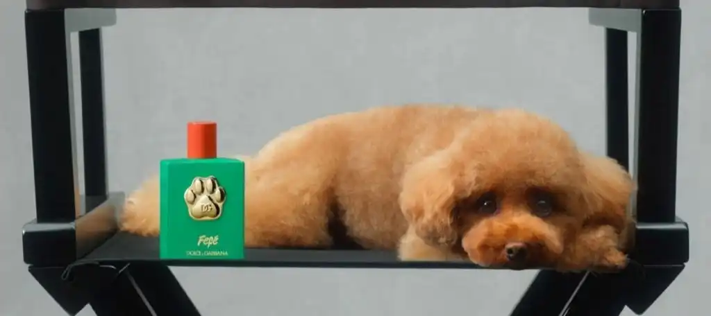 Perfume perros