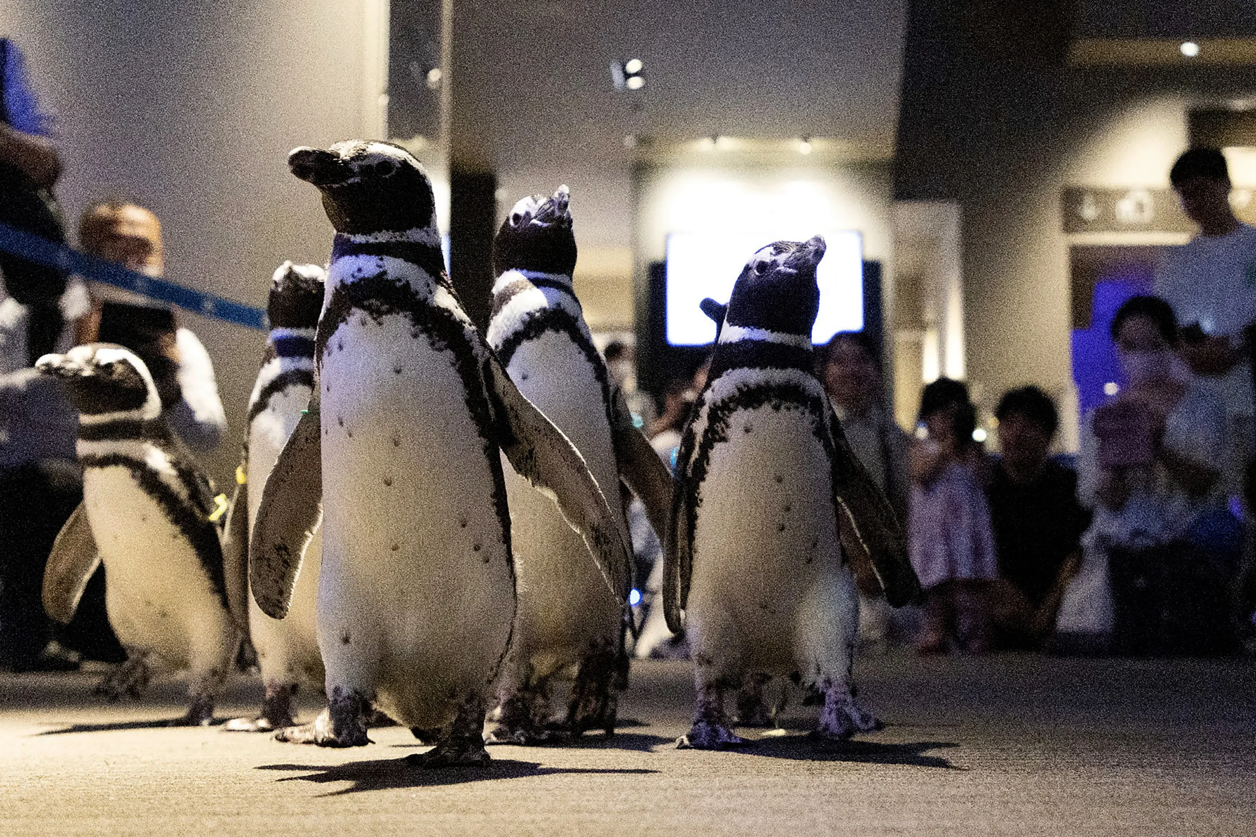 Pingüinos de paseo