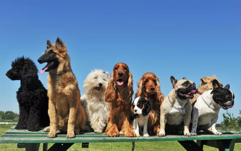 Razas de perros
