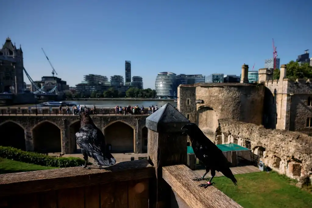Por qué proteger a los cuervos de la Torre de Londres es cuestión de vida o muerte