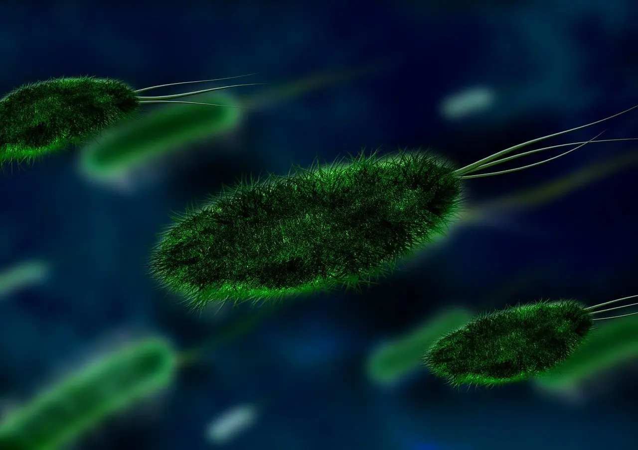 herpes zóster vacunas