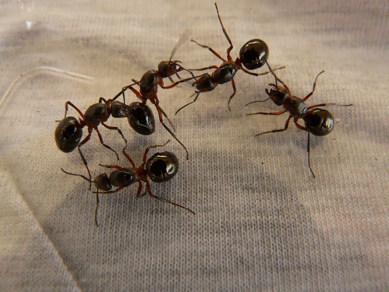 Estas hormigas amputan a sus compañeras heridas y las ayudan a sobrevivir