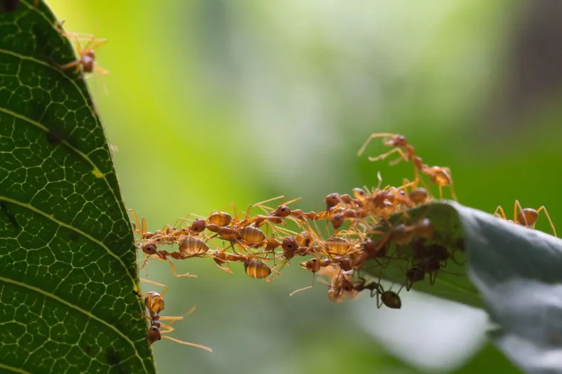 ¿Dónde viven las hormigas? Este mapa revela sus nueve &#8216;reinos&#8217; a nivel global