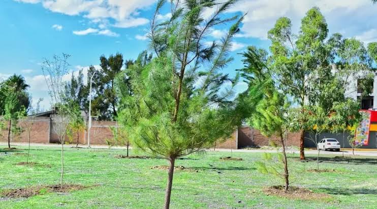 Nuevo microbosque en la capital de Durango incorpora 40 árboles más