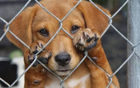 Casos de violencia extrema contra mascotas competen a la fiscalía