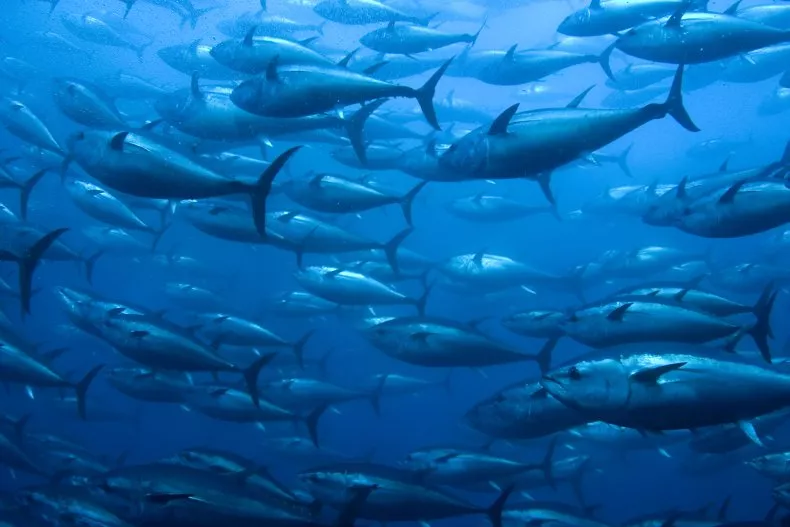 Alerta de extinción: la cifra de especies de peces amenazadas en el planeta aumenta cinco veces