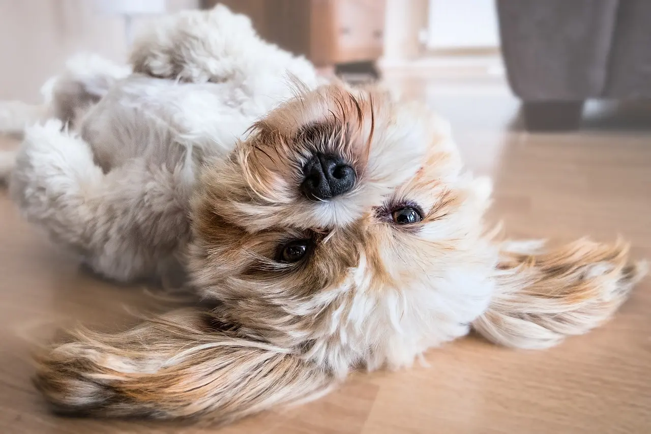 Tener conexión con tu perro reduce la depresión y la ansiedad