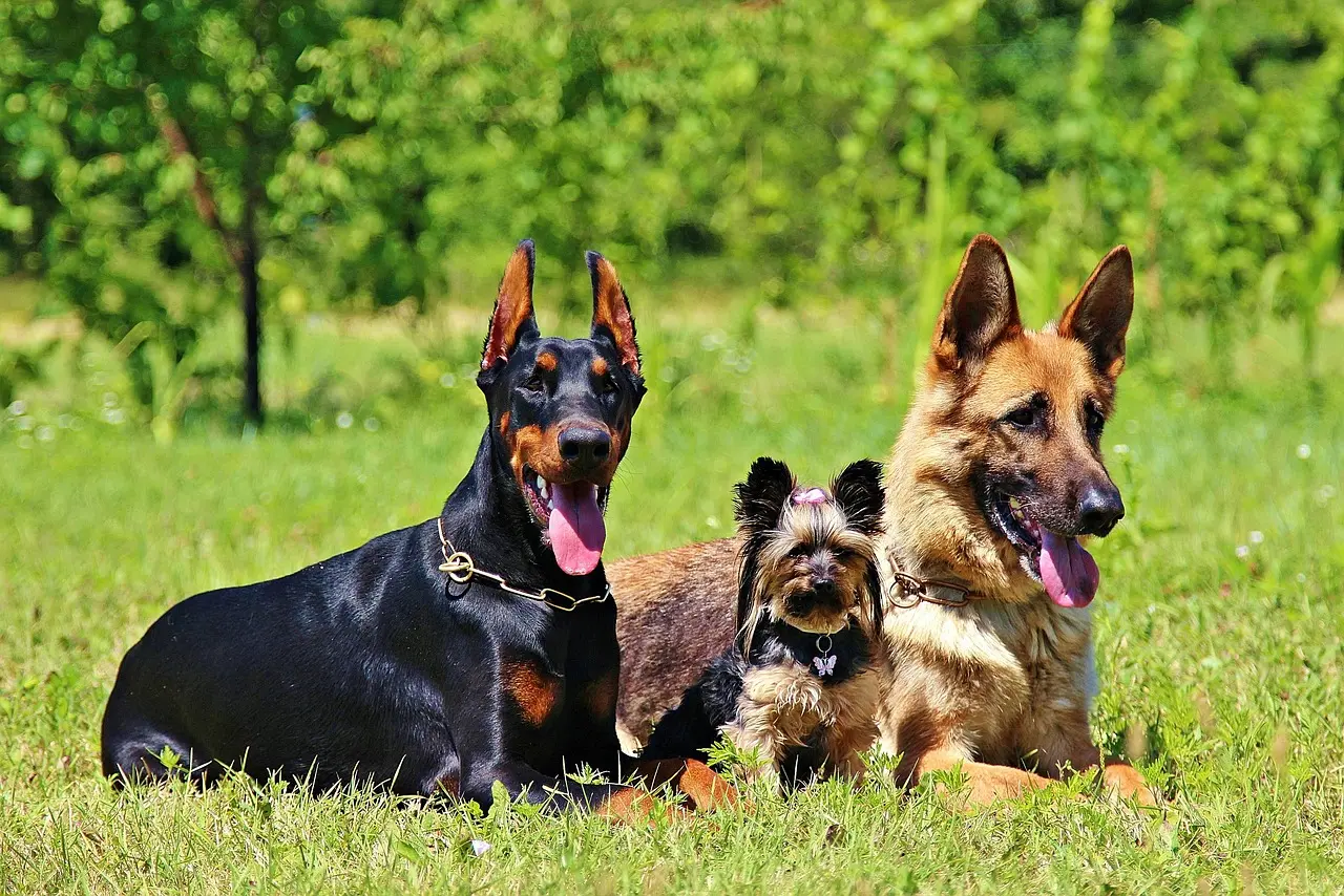 Día del Perro: estas son las cinco razas más populares del mundo