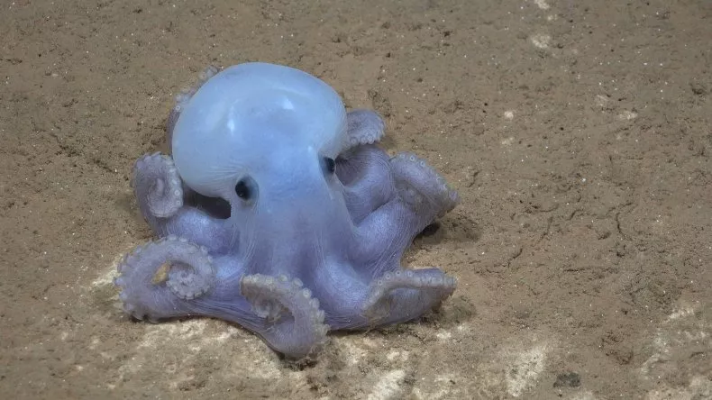 Científicos descubren un adorable y raro pulpo que aún no tiene nombre